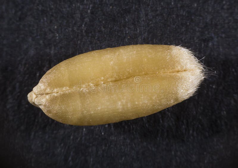 Wheat extreme macro stock photography