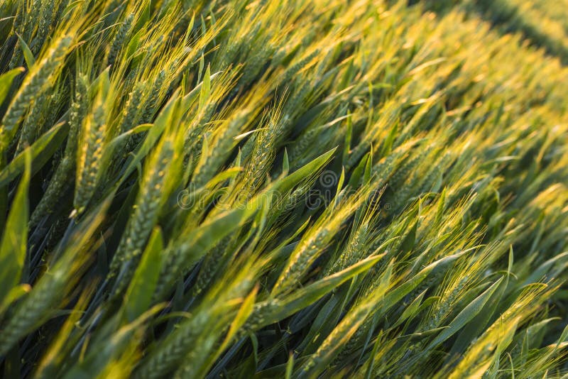 Wheat Farm Field at Golden Sunset or Sunrise