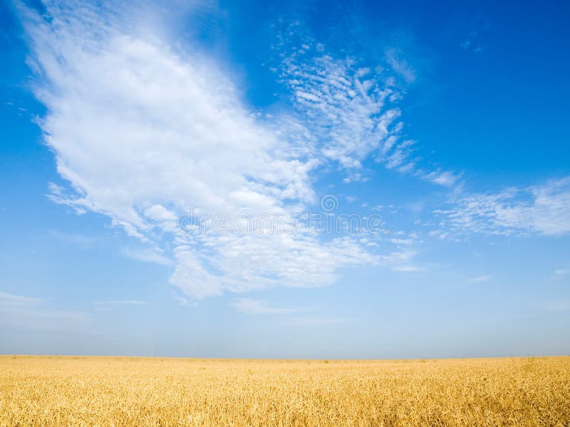 Wheat field.