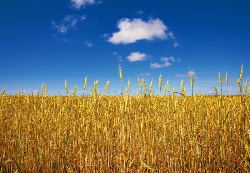 Wheat field