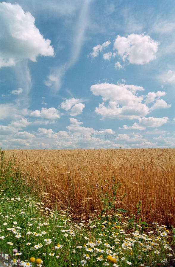 Wheat field stock image. Image of close, card, closeup - 13241073