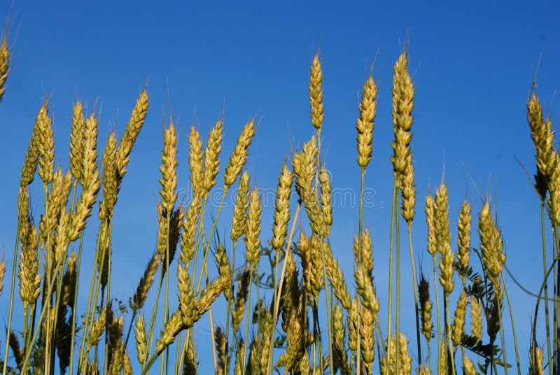 Wheat field