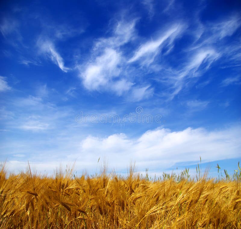 Wheat field