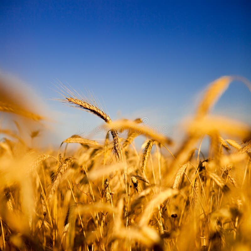Wheat field