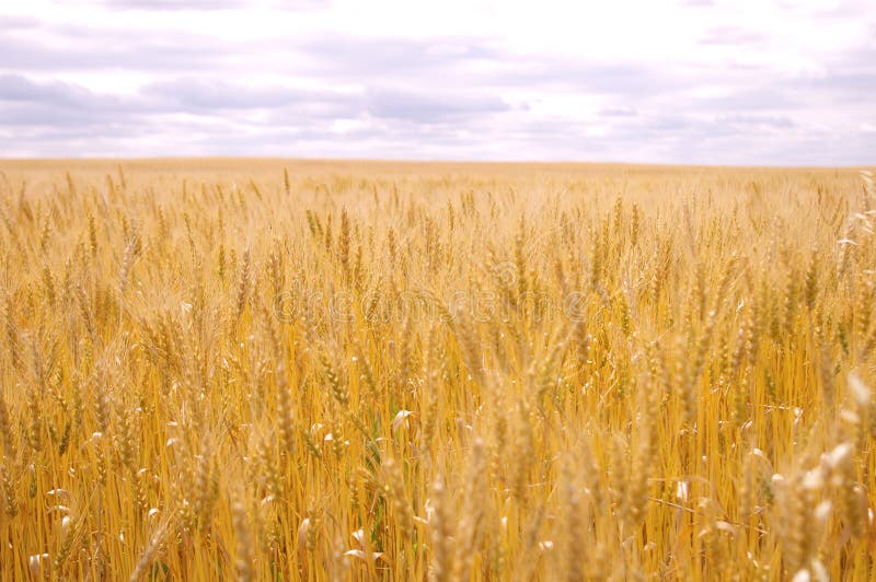 Wheat Field