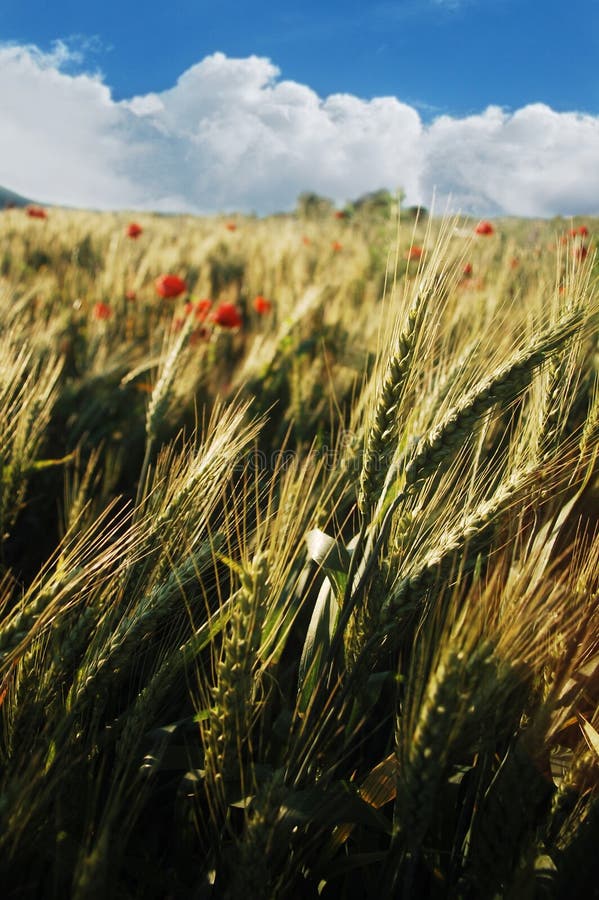 Macro photo of wheat in summer. Beautiful dried field flowers stock images, royalty-free photos and pictures