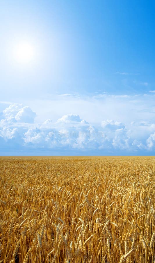 Wheat field.