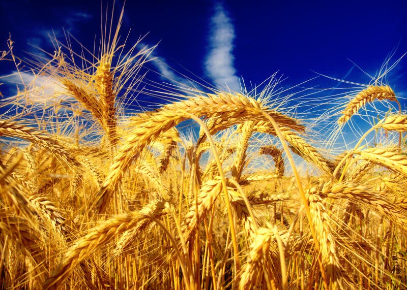 Wheat field