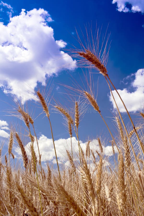 Wheat field