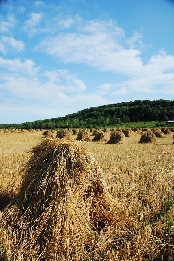 Wheat field