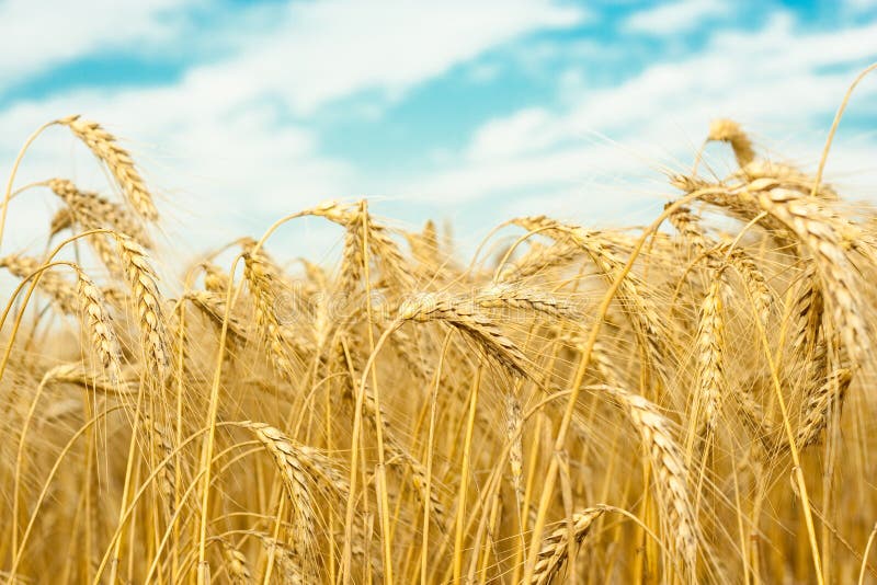 Wheat field