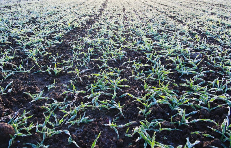 Wheat field.