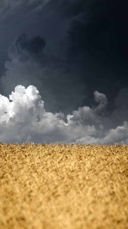 Wheat field.