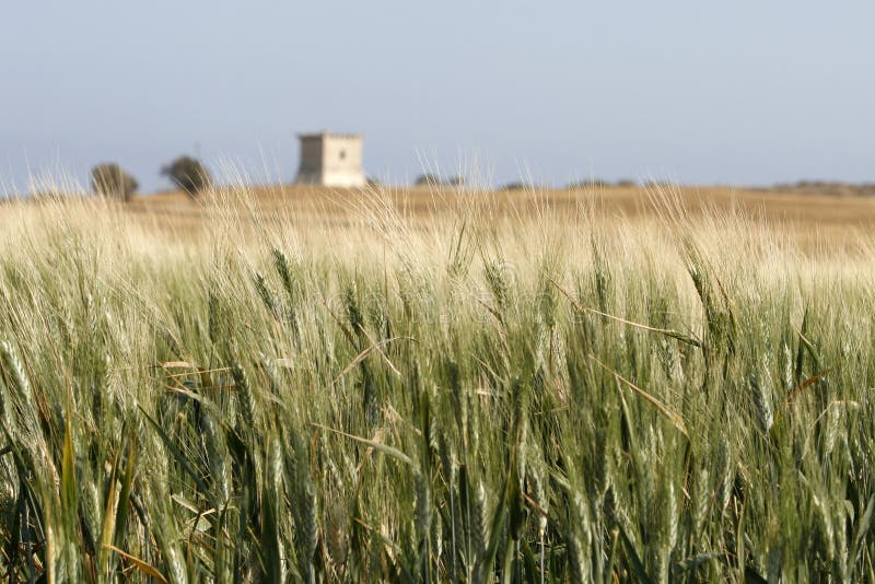 Wheat-field 2