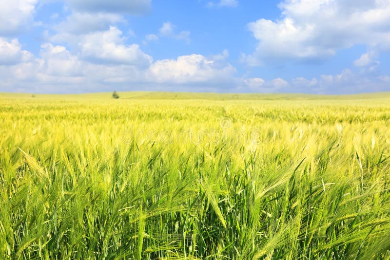 Wheat field