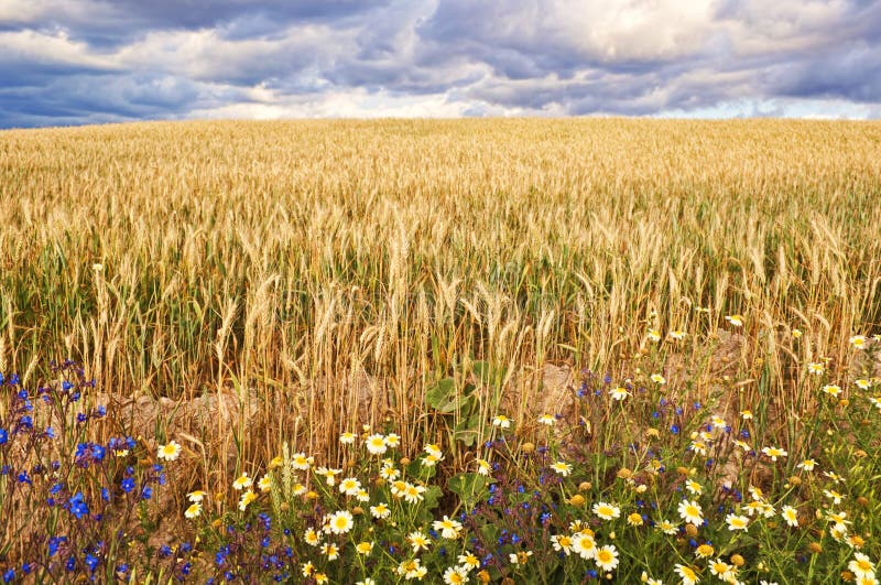 Wheat field