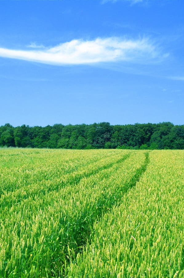 Wheat field