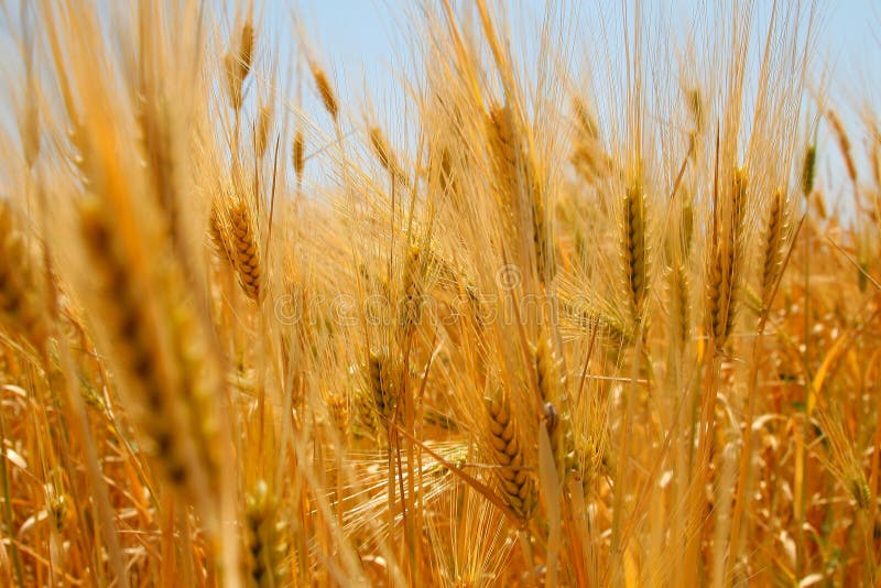 Wheat-field