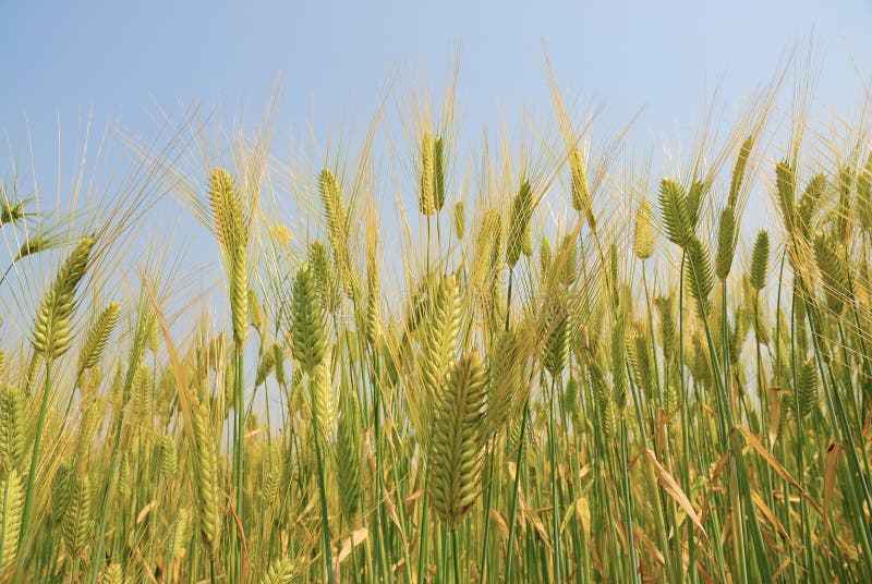 Wheat field