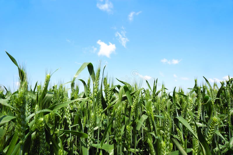 Wheat field