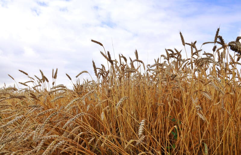 Wheat field