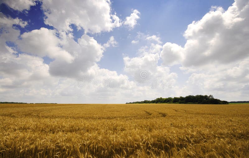 Wheat field