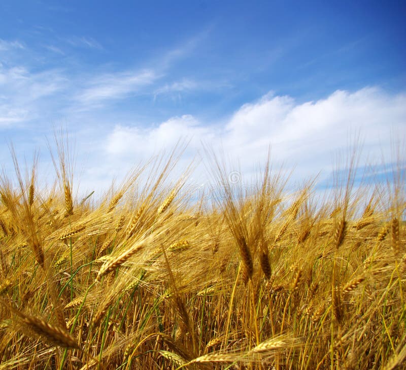 Wheat field