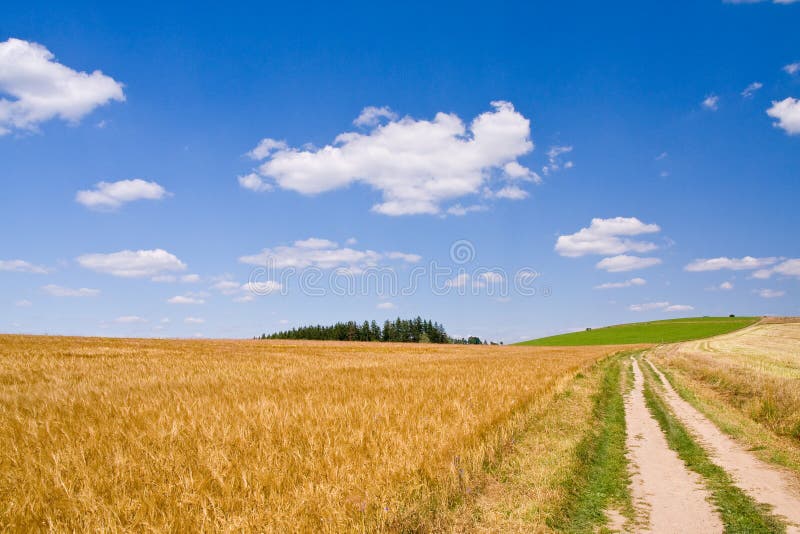 Wheat field