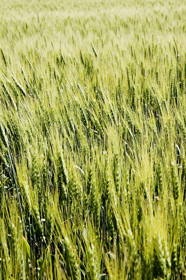 Green Wheat Field Picture. Image: 83058754