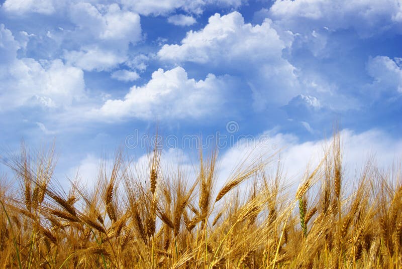 Wheat field