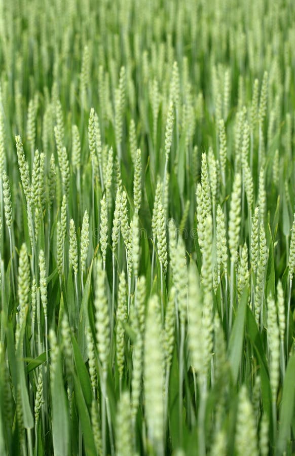 Wheat field royalty free stock image