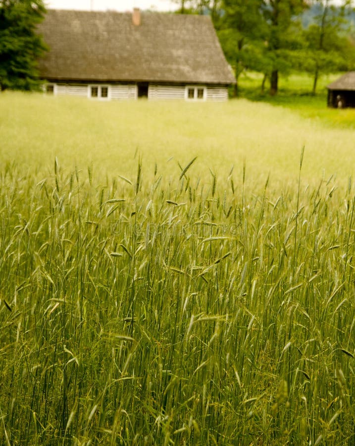 Wheat field