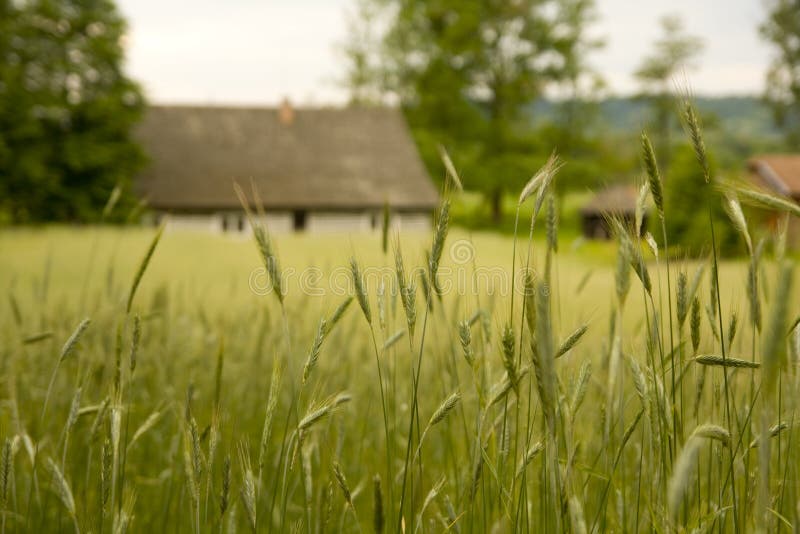 Wheat field