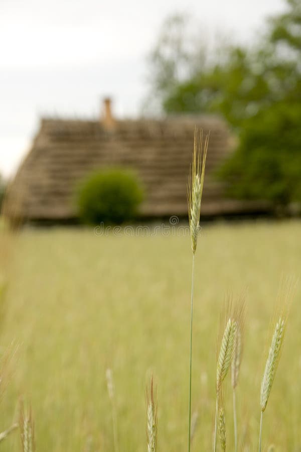 Wheat field