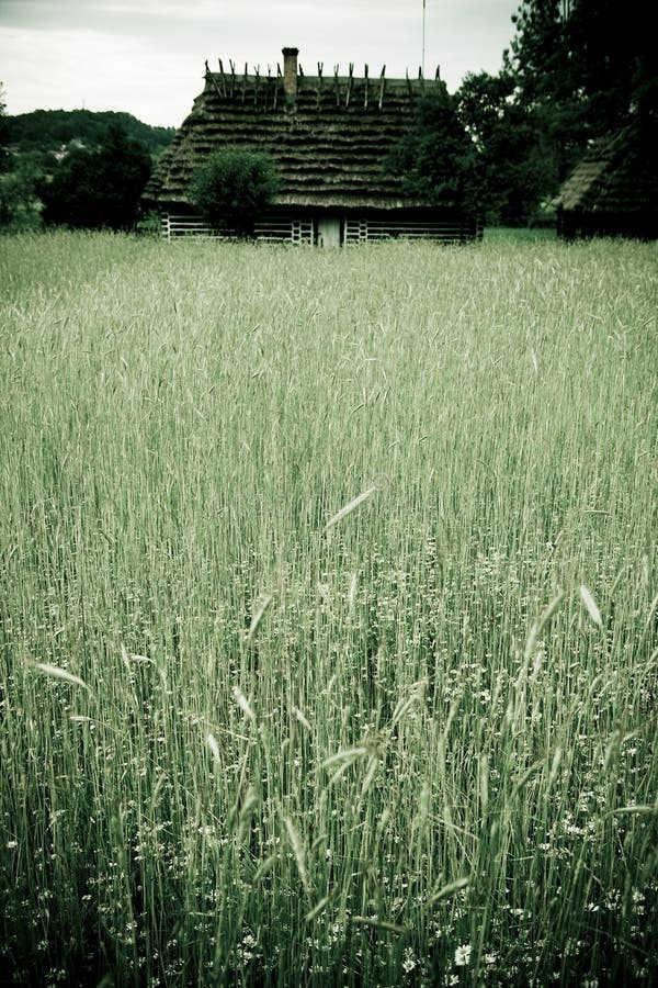 Wheat field