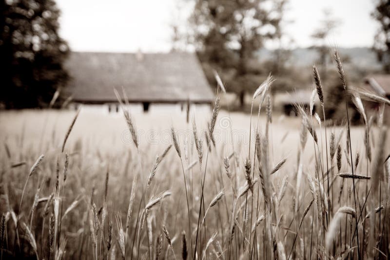 Wheat field