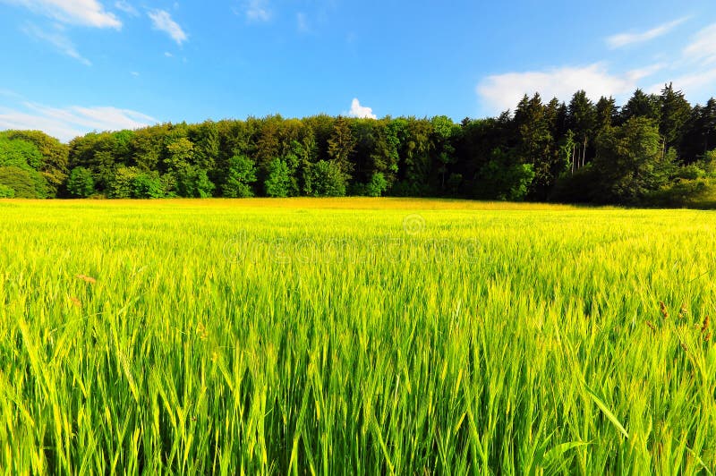 Wheat Field