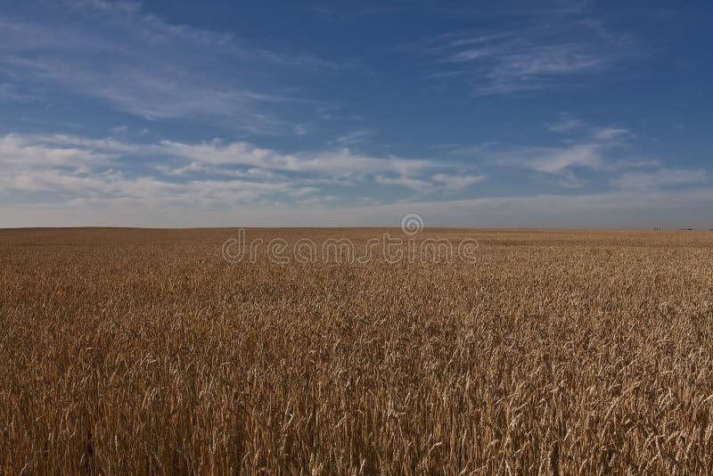 Wheat field in Alberta - Canada