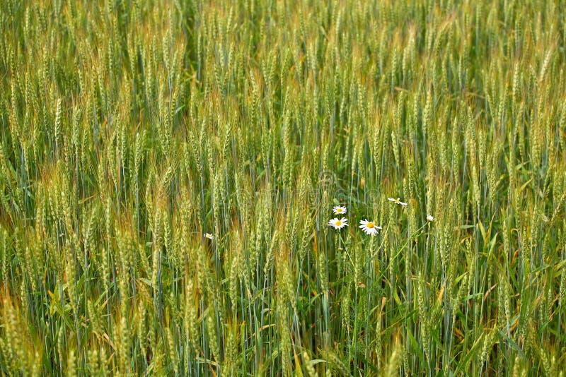 Wheat field background