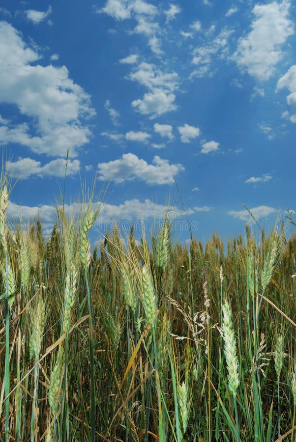 Wheat field background