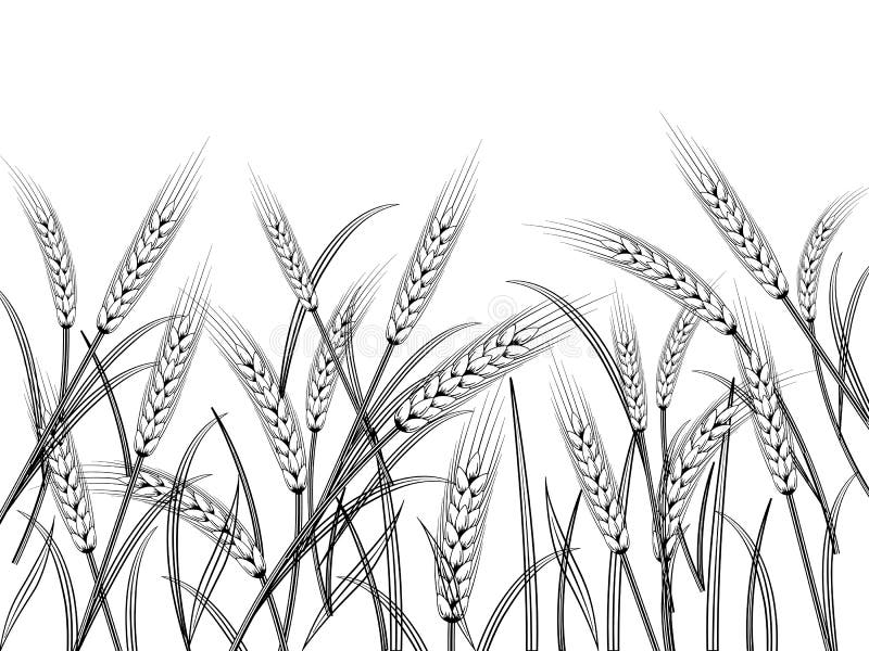 Wheat stock vector. Illustration of natural, design - 103153623