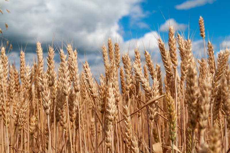 Wheat field. Background of ripening ears of wheat