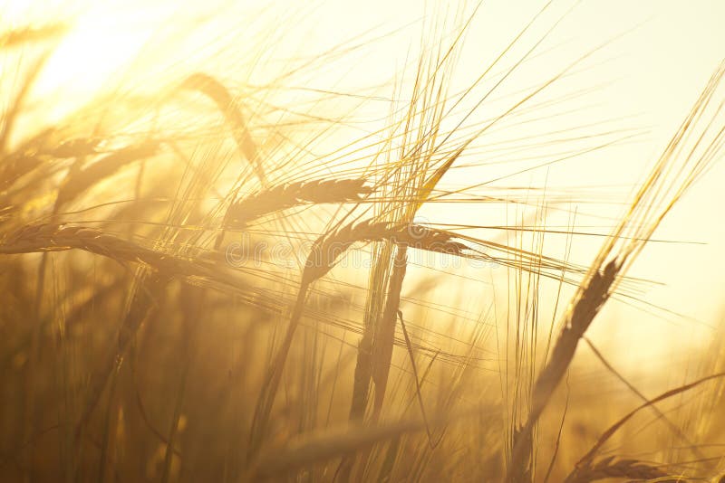 Wheat field