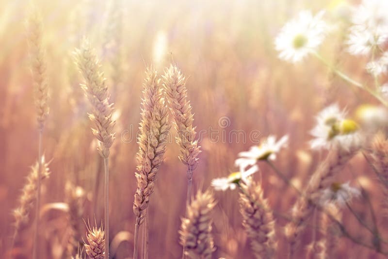 Wheat field - beautiful nature