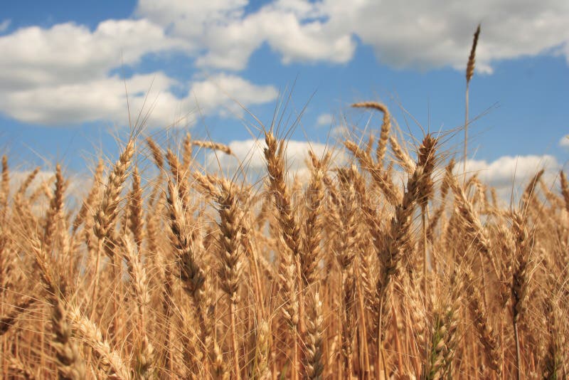 A wheat field with blue sky background