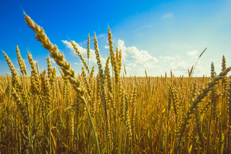 wheat field