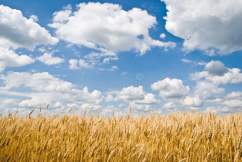 Wheat field and cloudy blue sky