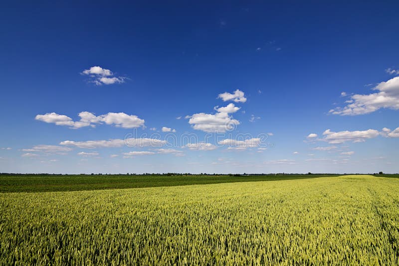 Wheat field and countryside scenery. Wheat Field and Clouds. Green Wheat field on sunny day, Blue sky