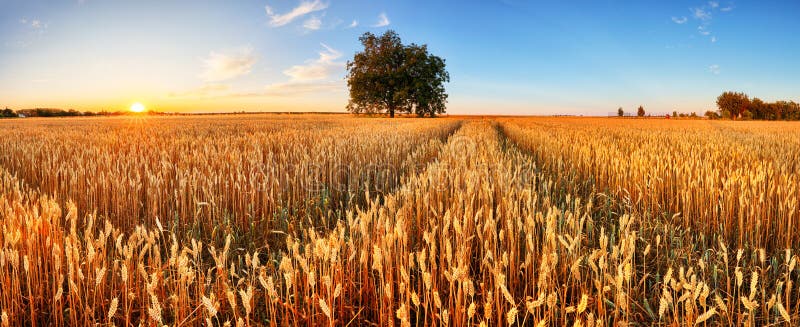 Wheat field. Ears of golden wheat close up. Beautiful Rural Scenery under Shining Sunlight and blue sky. Background of ripening