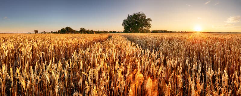 Pšeničné pole. Uši zlaté pšenice zblízka. Krásná venkovská krajina pod zářícím slunečním světlem a modrou oblohou. Pozadí zrání